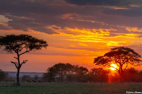 Serengeti African Sunrise The Serengeti Tanzania Africa 2020 Steve