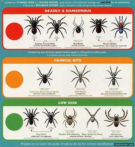 poisonous spiders in texas chart
