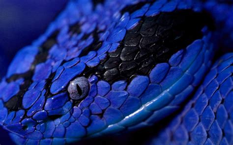 Viper Snake Backgrounds Hd Pixelstalknet