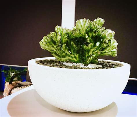 Tips for planting and caring for the coral cactus. Euphorbia Lactea Crest or Euphorbia Lactea Cristata (aka ...