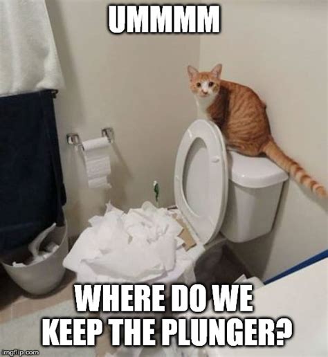 Post Funny Picture And Memes Here Page 135 Thecatsite