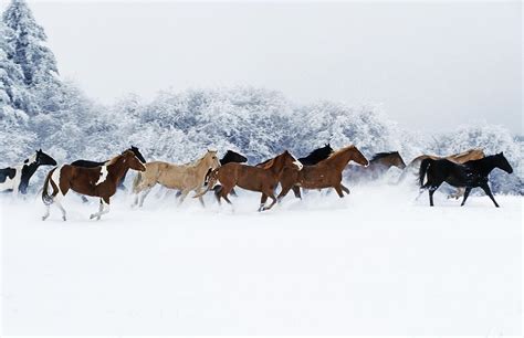 Horses In Winter Photograph By Thomas Sbampato