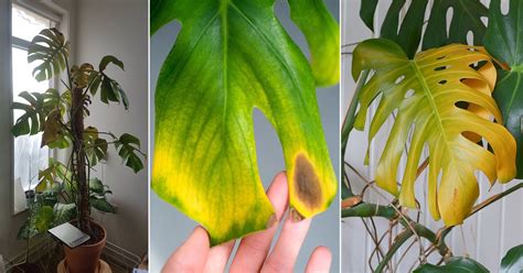 Monstera Leaves Turning Yellow Reasons And Solutions