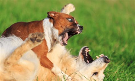 Understanding Dominant Dog Behavior Decoding The Alpha Bownpurr