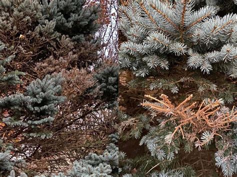 Why Are My Blue Spruce Trees Turning Brown World Of Garden Plants