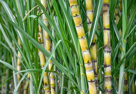 Growing And Harvesting Sugarcane Ragus