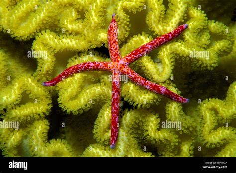 Sea Star Linckia Multiflora Fiji Pacific Ocean Stock Photo Alamy