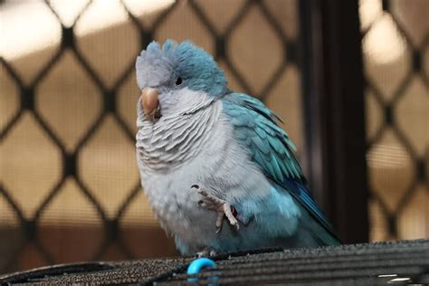 Blue Quaker Parrot Parrot Pets Monk Parakeet