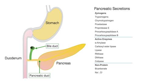 Pancreas Digestive Enzymes Cells