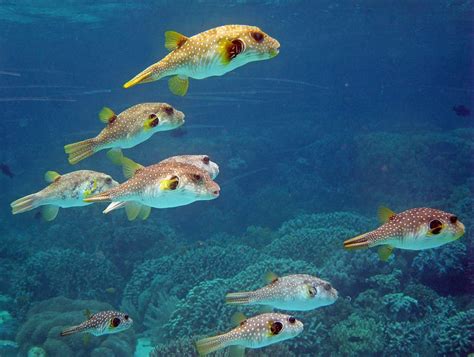School Puffer Fish Indonesia Underwater Coral Reef Diving Scuba