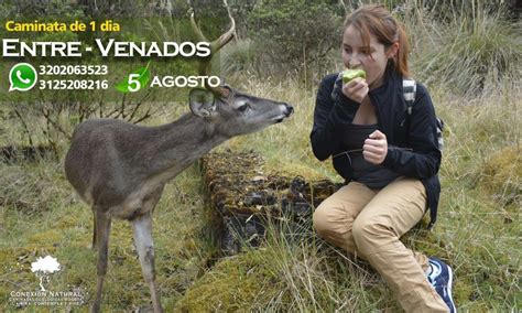 ⭐ Avisamiento De Venados Chingaza Observación Ciervos Bogota