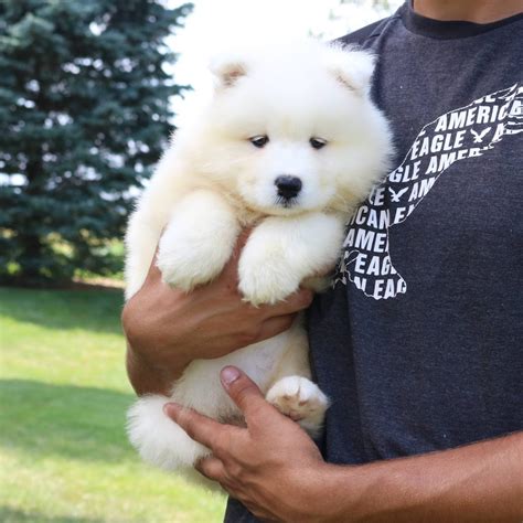 Samoyeds For Sale Buy Samoyed Puppies For Sale Online Today Vip