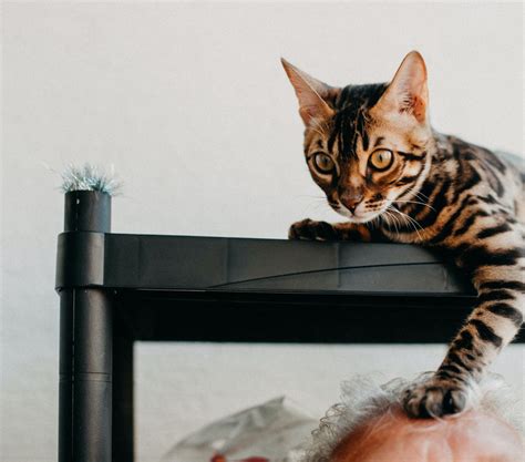 Jenis Kucing Bengal Dan Karakteristik Pahami Sifat Dan Cara Merawatnya