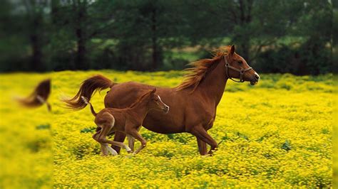 Horse Backgrounds Wallpaper Cave