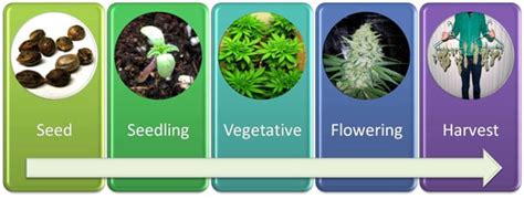 How long does it really take for the seeds to sprout? How Long Does It Take to Grow Weed Indoors? | Grow Weed Easy