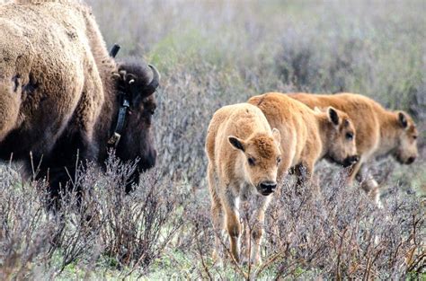 The Return Of Bison To Banff National Park And Keeping Them There