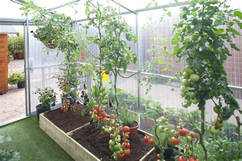 Growing Your Own Tomatoes In A Steeltech Greenhouse Steeltech Sheds