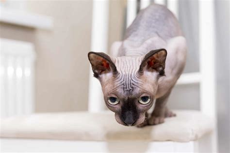 5 Fun Facts About Hairless Cats Cole And Marmalade
