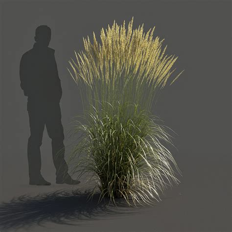 Feather Reed Grass 3d Model Gamma 22