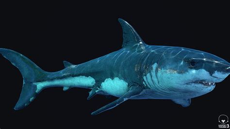 Shark View In 3d Great White Shark 3d Model 3ds Max Files Free