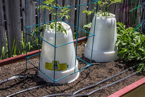 Maybe you would like to learn more about one of these? Pin on Protecting Your Garden for Winter