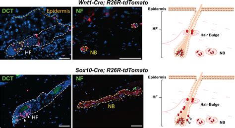 Cre‐driver Lines Used For Genetic Fate Mapping Of Neural Crest Cells In