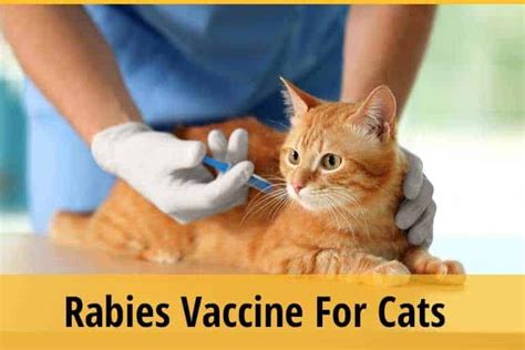 Do Indoor Cats Need Rabies Shots In Pa Cat Meme Stock Pictures And Photos