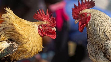 Cockfighting Rooster Kills Man In India Police Say Miami Herald