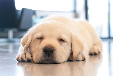 Watch what times they do both and coordinate it with their eating and walking. How Much Does an 8-Week Old Puppy Sleep? - dogpackr