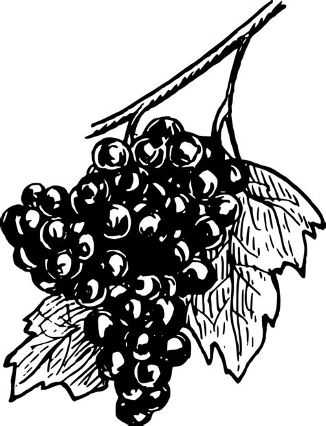 Free Grapes Clip Art Black And White Download Free Grapes Clip Art