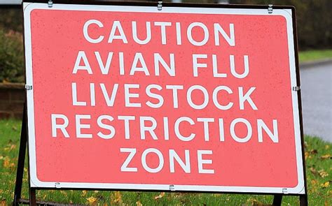 Avian Flu Prevention Zone Extended Until End Of February Hollywater Hens