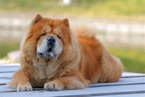 Are Chow Chow Dogs Dangerous