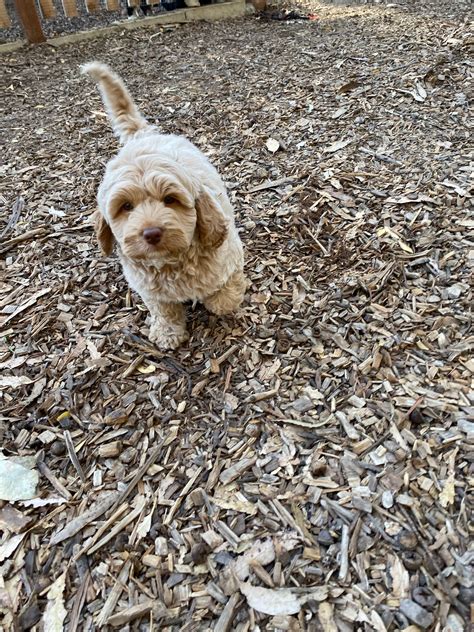 Teddy bear puppies cavapoo puppies cute dogs and puppies baby puppies pet dogs dog cat cavapoo puppies: Cary - Mini Labradoodle - Alys Puppy Bootcamp