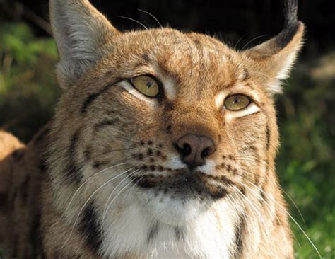 Beautiful Wild Lynx Closer To Returning To The Uk Market