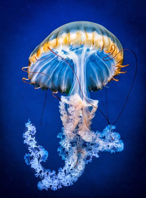 Jellyfish Beautiful Sea Creatures Jellyfish Photography Jellyfish Art