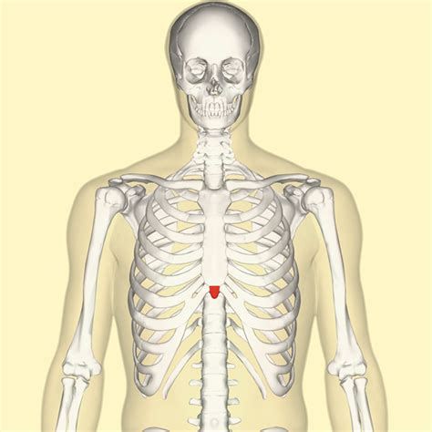 In humans, the rib cage, also known as the thoracic cage. Pain under Ribs: What It Could Mean and How to Battle It ...