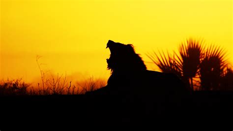 Animals Silhouette Lion Mammals Feline Wallpapers Hd Desktop And Mobile Backgrounds