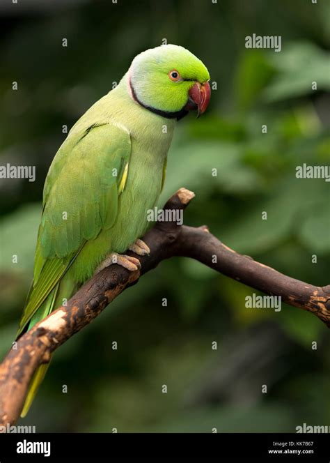 Indian Ringneck Parrot Perched On A Branch Stock Photo Alamy