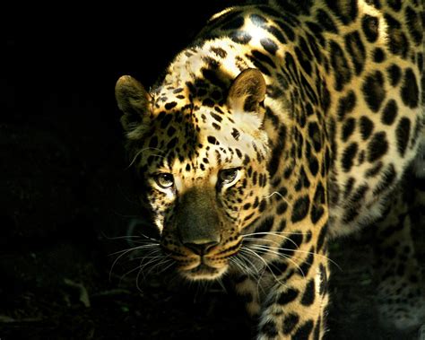 Leopard eyes | The Amur Leopard (Panthera pardus orientalis … | Flickr