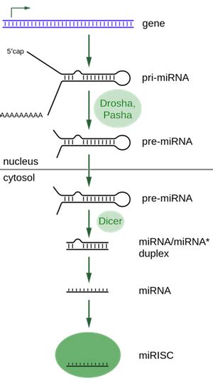 Micrornas Mirnas Role Structure And Steps
