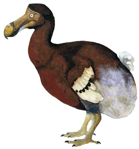 Официальный канал компании dodo brands. How to bring back the Dodo?. The Dodo is a large bird that ...