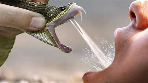 This Is Why Humans Can Drink Snakes Venom And Still Stay Alive Photos