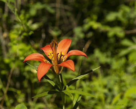 Wild Tiger Lily Just A Few Of The Beautiful Flowers We Cam Flickr