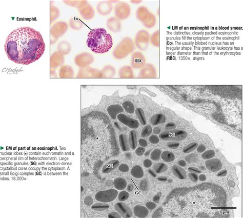 Granular Leukocytes Microscope Micropedia