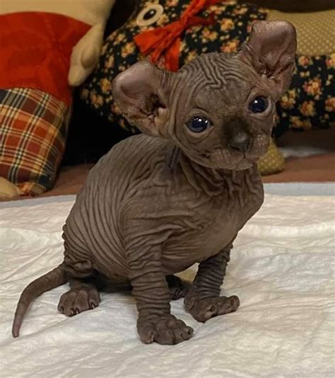 sphynx cat with dwarfism cat meme stock pictures and photos