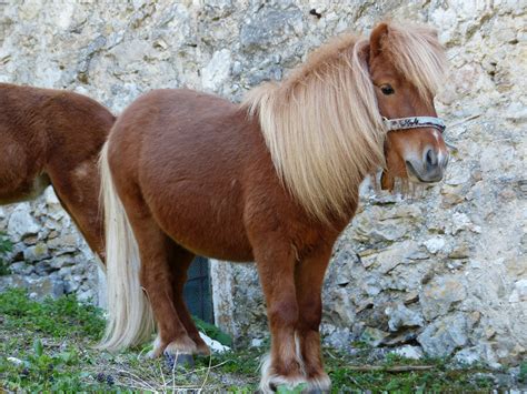 Shetland Pony | Breed Guide | Horsemart