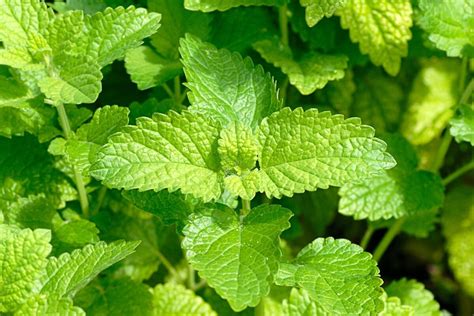 Menta Qu Es Propiedades Y Para Qu Sirve Esta Planta