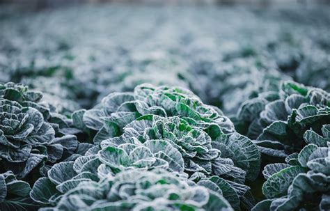 Growing Winter Veggies Successfully Diy Blog