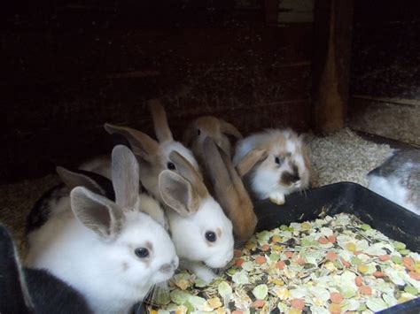 Very Cute Baby Rabbits Ready Now Bargain