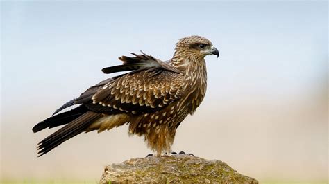 Wallpaper Falcon Bird Predator Wings Hd Picture Image